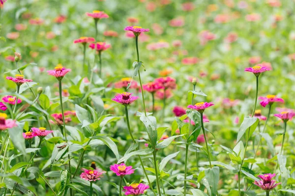 Őszi Virágok Gyönyörű Szirmok — Stock Fotó
