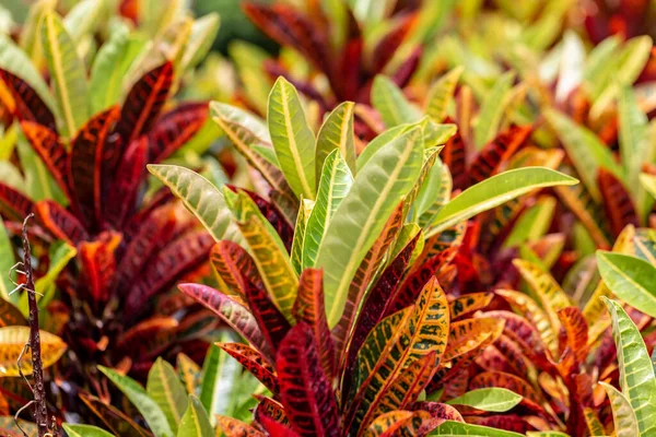 Colorful Garden Croton Leaves Codiaeum Variegatum — Stock Photo, Image
