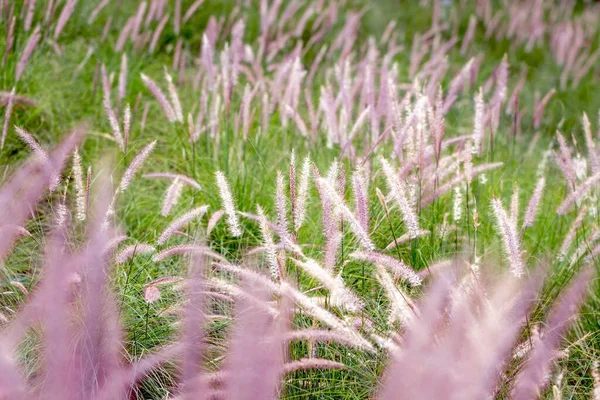 Field Grass Sunset — Stock Photo, Image
