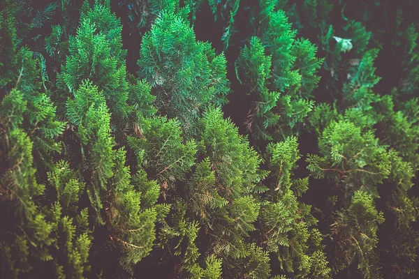 Oryantal Ağaç Gün boyunca arkaplan için