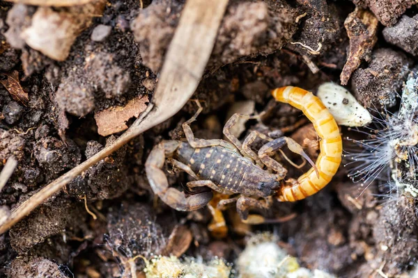 Scorpions Eating Prey Can Hunt — Stockfoto