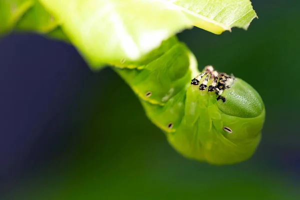 Caterpillar Swallowtail Com Fundo Verde — Fotografia de Stock