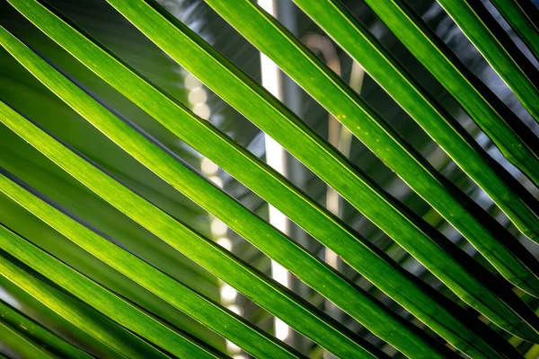 Close View Nice Green Coconut Leaf — Foto Stock