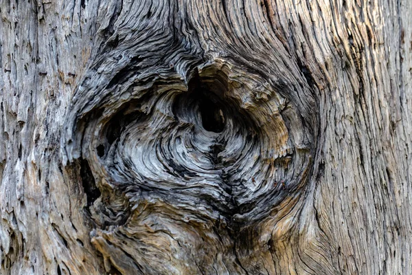 Gamla Träd Bark Konsistens — Stockfoto