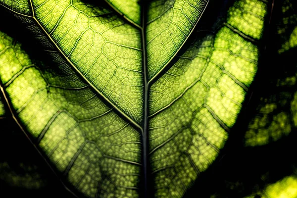 Leaves Strange Shapes Patterns — Stock fotografie