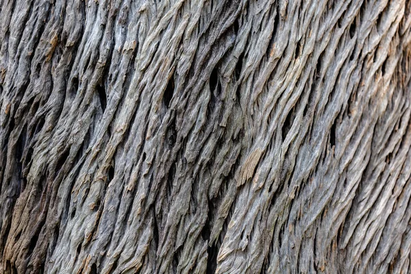 Nahaufnahme Von Isoliert Gebrochener Baumrinde Mit Holzstruktur Isoliert Auf Weißem — Stockfoto