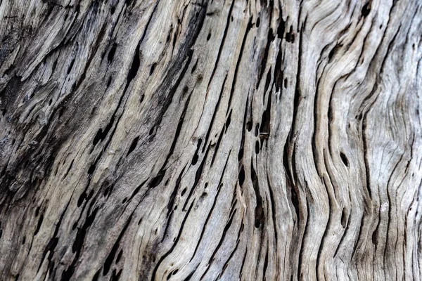 白い背景上に分離されて木製の質感を持つ隔離された壊れた切株ログ樹皮のクローズ アップ — ストック写真