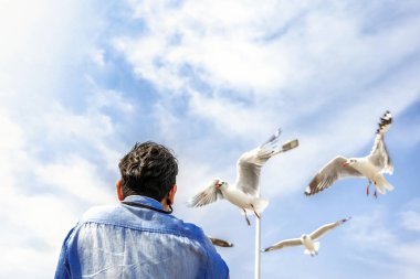 Martı uçuyor ve yemek yiyor, elinden çatırdıyor.