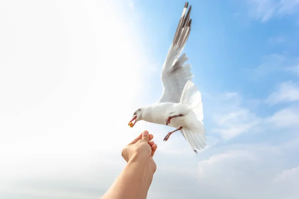 Seagull Flying Eating Crackling Hand — Stock Photo, Image