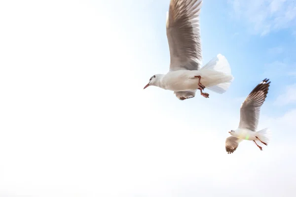 Martı Uçuyor Yemek Yiyor Elinden Çatırdıyor — Stok fotoğraf