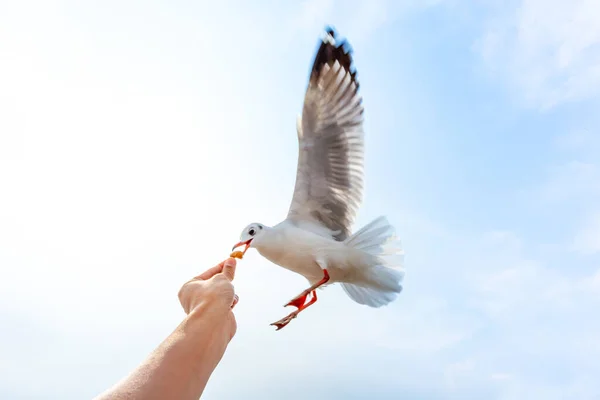 Gaviota Volando Comiendo Crujiente Mano — Foto de Stock