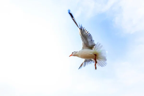 Martı Uçuyor Yemek Yiyor Elinden Çatırdıyor — Stok fotoğraf