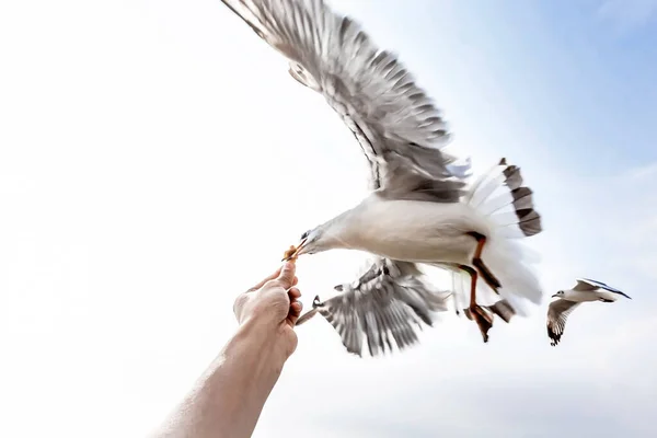 Martı Uçuyor Yemek Yiyor Elinden Çatırdıyor — Stok fotoğraf