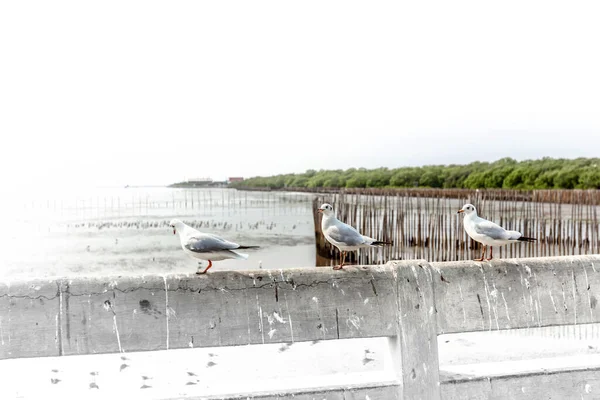 Gaviota Volando Comiendo Crujiente Mano — Foto de Stock