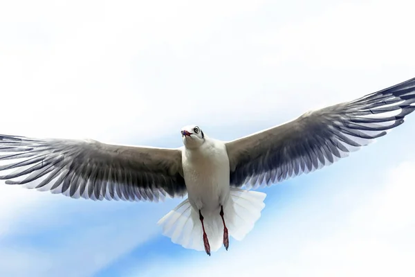 Martı Uçuyor Yemek Yiyor Elinden Çatırdıyor — Stok fotoğraf