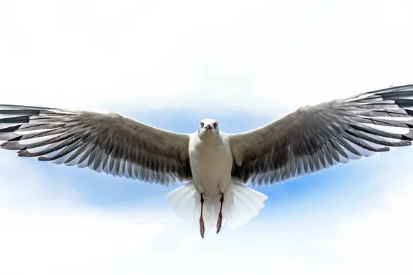 Martı Uçuyor Yemek Yiyor Elinden Çatırdıyor — Stok fotoğraf
