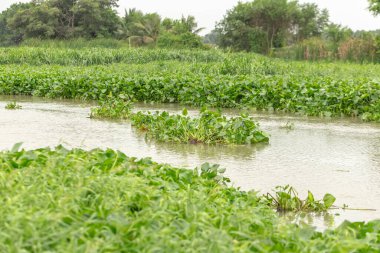 Bir nehir üzerinde yüzen su sümbül bitki
