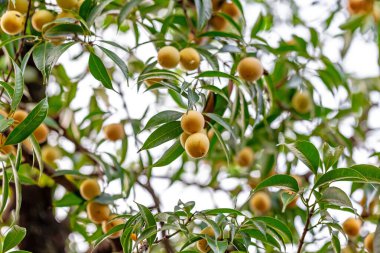 Tatlı sarı olgun Marian eriği (Mayongchid, Maprang, Plum Mango)