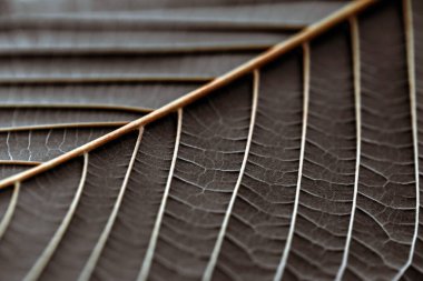 Kratom 'un arkasındaki desen terk ediyor.