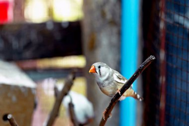 Zebra ispinozu egzotik kuş (Taeniopygia guttata) bir ağaç dalında oturur