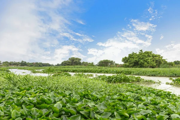 Planta Jacinto Água Flutuando Rio — Fotografia de Stock