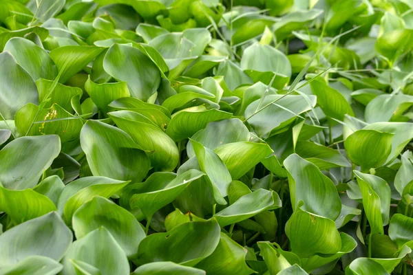 Waterhyacint Plant Drijvend Een Rivier — Stockfoto