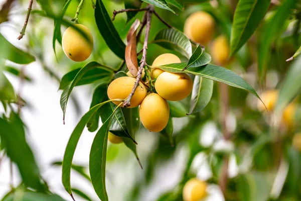 Sweet yellow ripe Marian plum (Mayongchid, Maprang, Plum Mango)