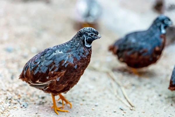 Common Quail Coturnix Coturnix Bird Nature Habitat — Stock Photo, Image