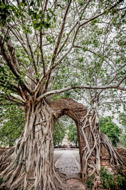 Bodhi Ağacı altındaki antik kapı Wat Phra Ngam Ayutthaya, Tayland 'ın çağrı kapısı