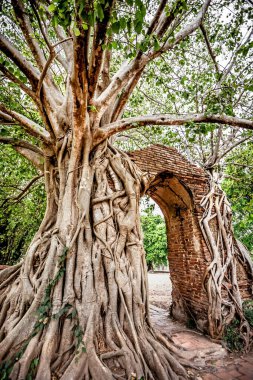 Bodhi Ağacı altındaki antik kapı Wat Phra Ngam Ayutthaya, Tayland 'ın çağrı kapısı