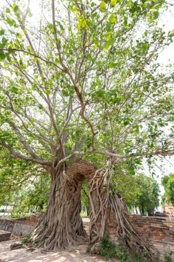 Bodhi Ağacı altındaki antik kapı Wat Phra Ngam Ayutthaya, Tayland 'ın çağrı kapısı