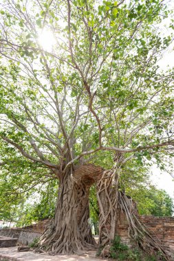 Bodhi Ağacı altındaki antik kapı Wat Phra Ngam Ayutthaya, Tayland 'ın çağrı kapısı