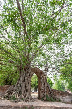 Bodhi Ağacı altındaki antik kapı Wat Phra Ngam Ayutthaya, Tayland 'ın çağrı kapısı