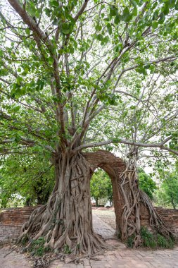 Bodhi Ağacı altındaki antik kapı Wat Phra Ngam Ayutthaya, Tayland 'ın çağrı kapısı