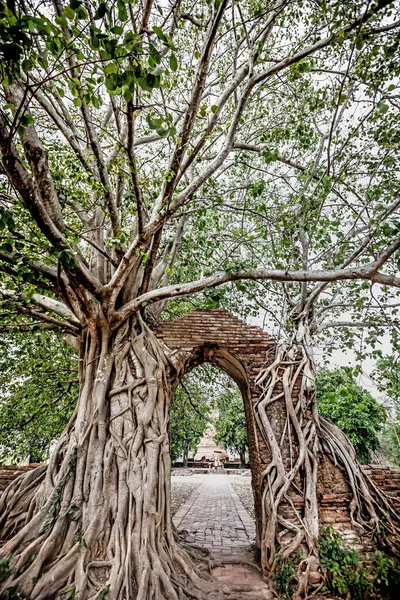 Αρχαία Πύλη Κάτω Από Bodhi Tree Call Gate Time Wat — Φωτογραφία Αρχείου