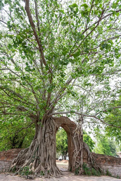 Bodhi Ağacı altındaki antik kapı Wat Phra Ngam Ayutthaya, Tayland 'ın çağrı kapısı