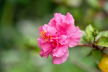 Hibiscus Bahçede Tropik Çiçek