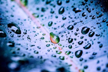 Yağmur ormanlarının yağmur mevsiminde yaprakların üzerindeki su damlacıkları 