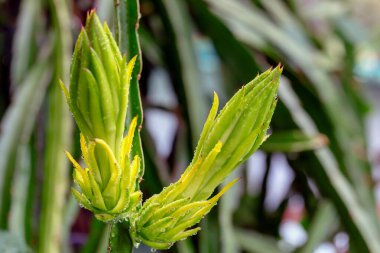 Ejderha meyvesi dalı, yaşamak için diğer ağaçlara tutunabilen sulu bir bitkidir..