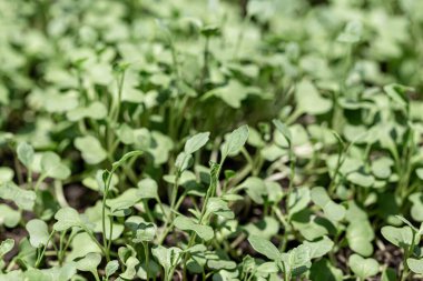 Bahçedeki toprak yığınında küçük bir bitki 