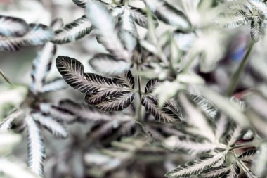 Havayı arındıran ağaç toksinleri emmek için ekilmiştir. Hava temizleyicisi eve ve odaya yerleştirilmiştir.