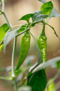 Kırmızı biberler biber bahçesine ekildi.