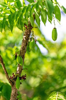 Ağaçta meyve püresi.