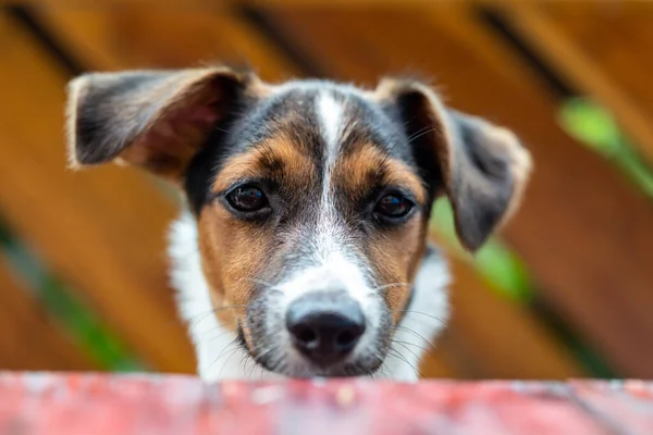 Retrato Jack Russell Terrier — Fotografia de Stock