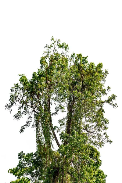 Μεγάλα Δέντρα Πολλών Δεκαετιών Παρέχουν Σκιά Και Ενδιαίτημα Για Ζώα — Φωτογραφία Αρχείου