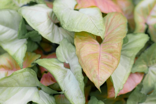 Syngonium Podophyllum Aroid Species Generally Cultivated Ornamental Plant — Stok fotoğraf