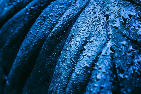 Vattendropparna Bladen Regnperioden Regnskogen — Stockfoto