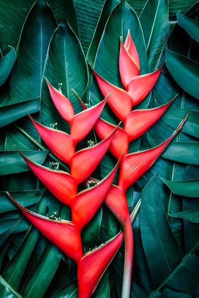 Bellissimi Fiori Arancio Uccello Del Paradiso — Foto Stock