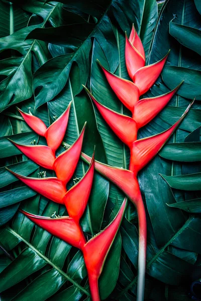 Bellissimi Fiori Arancio Uccello Del Paradiso — Foto Stock