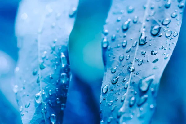 Water Droplets Leaves Rainy Season Rain Forest — Stock Photo, Image